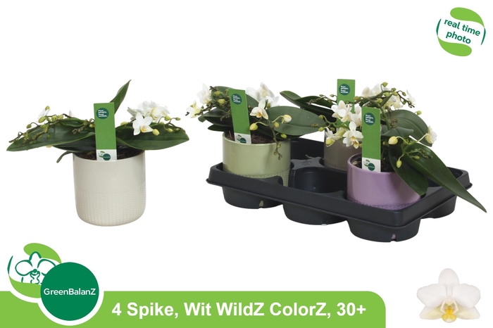 <h4>PHAL OV WIT</h4>