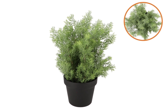 Silk Cypress Green In Pot L 33x33x48cm