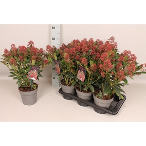 Skimmia jap. 'Rubella' 25/30