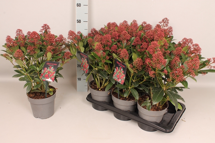 <h4>Skimmia jap. 'Rubella' 25/30</h4>