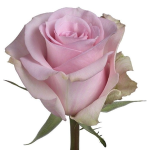 Rosa Premium Jessica