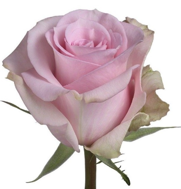 <h4>Rosa Premium Jessica</h4>