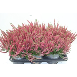 Calluna Beauty Lady Rood