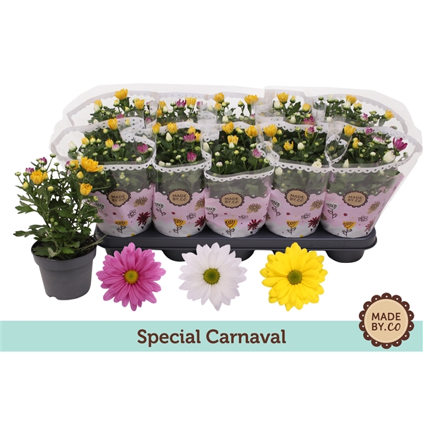 <h4>Chrysanthemum Indicum Carnaval mix</h4>