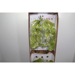 ANTHURIUM MIDORI 15/18 050 CM DIAM MIN 15 CM VERDE