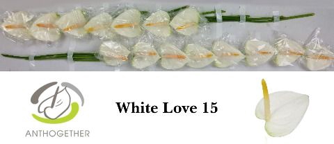 <h4>Anth A White Love 7 cm X15 Evanty</h4>