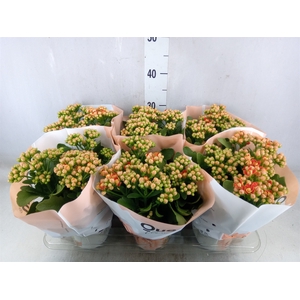Kalanchoe  'MoreFlow Geneva'