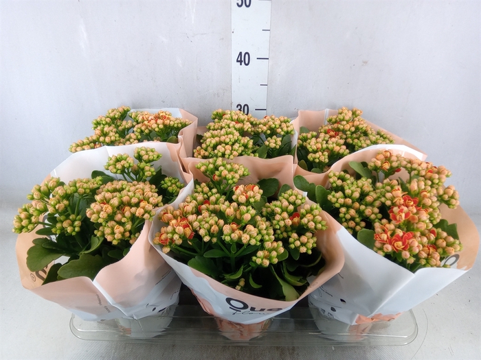 <h4>Kalanchoe  'MoreFlow Geneva'</h4>
