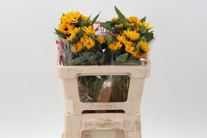 <h4>Heli Sunova</h4>