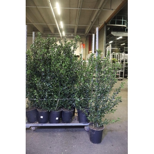 Ilex Mes Blue Princ
