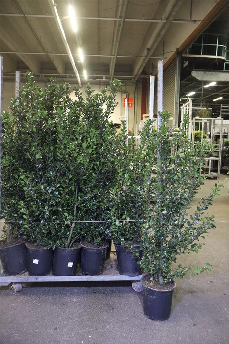 <h4>Ilex Mes Blue Princ</h4>