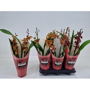 CAMBRIA GRP GEM 3 KL