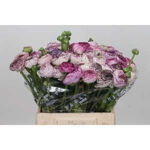 Ranunculus Clooney Cappuccino Extra