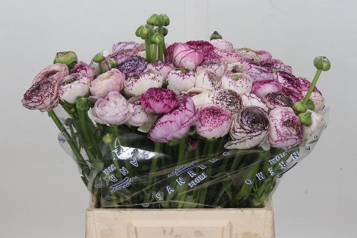 <h4>Ranunculus Clooney Cappuccino Extra</h4>