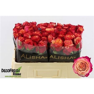 Rosa a grande fleur Bogart-Bb