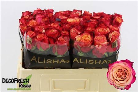 <h4>Rosa a grande fleur Bogart-Bb</h4>