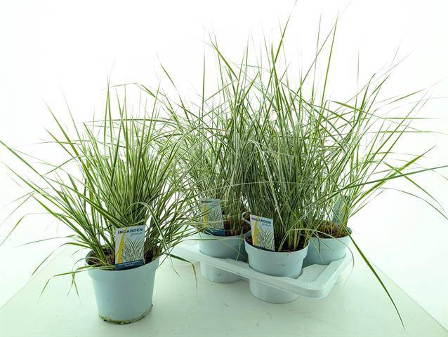 <h4>CALAMA AC OVERDAM</h4>