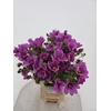 COSMOS BIPINNATUS PINK