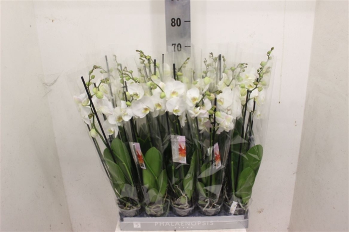 <h4>Phal Wit 4 Tak</h4>