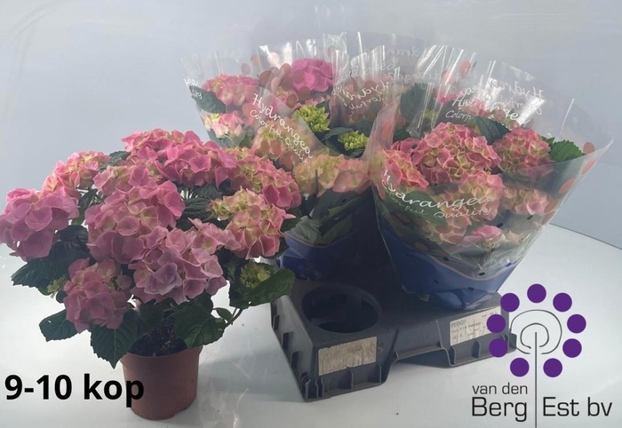 <h4>HYDR M SARENA</h4>