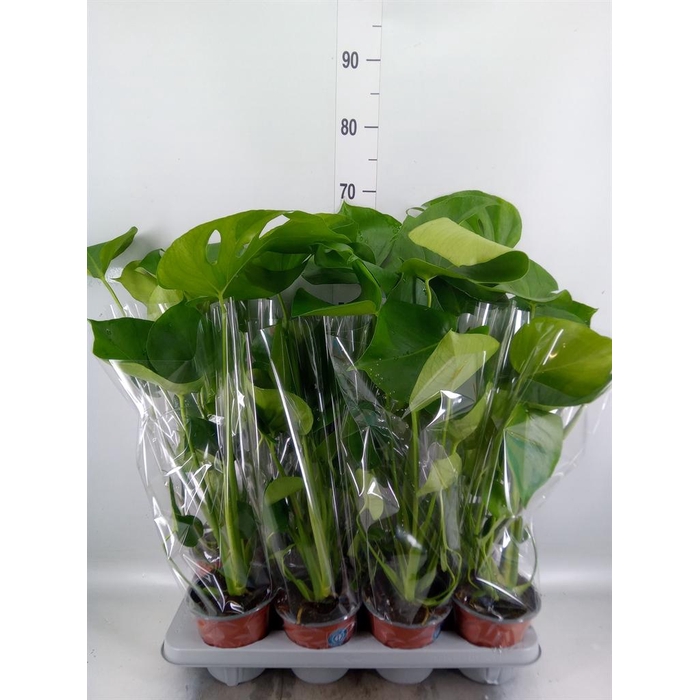 <h4>Monstera delic.</h4>