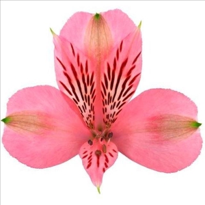 Alstroemeria Elegance