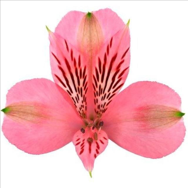 <h4>Alstroemeria Elegance</h4>