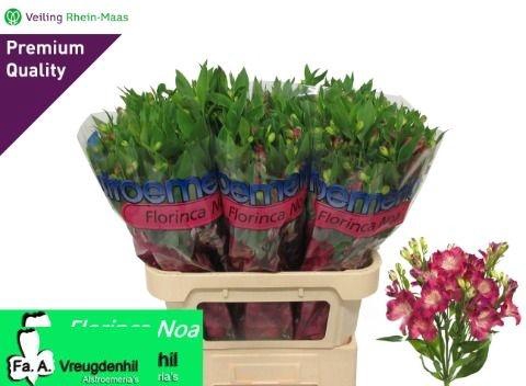 <h4>ALSTR FL NOA</h4>