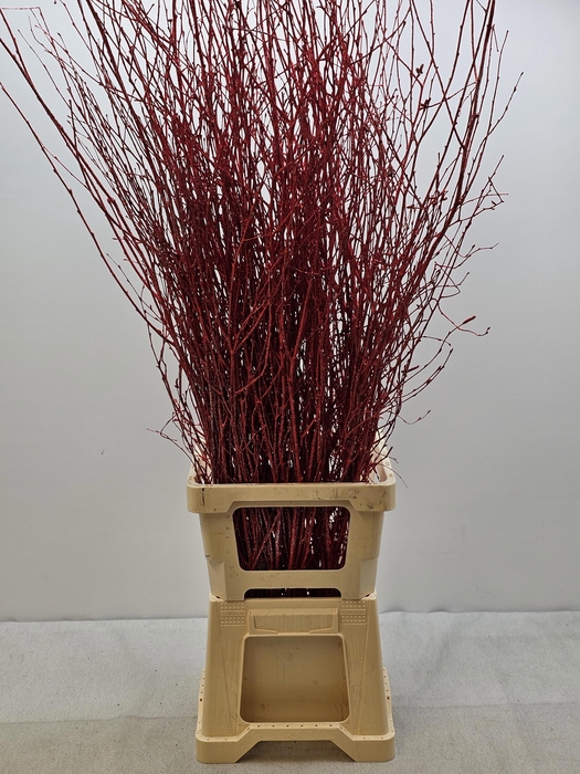 KERST BETULA PER TAK ROOD GLITTER