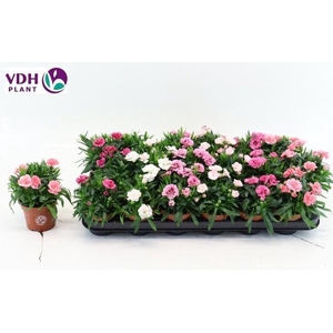 Dianthus Oscar gemengd