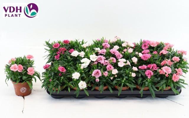 <h4>Dianthus Oscar gemengd</h4>