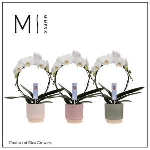 Phalaenopsis Moon White 16+ – 12cm in Luna | Mimesis
