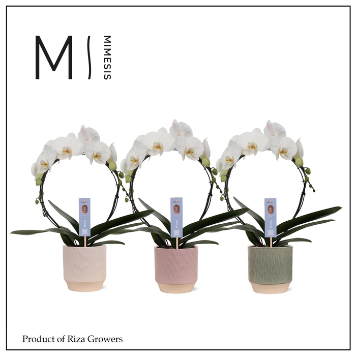 <h4>Phalaenopsis Moon White 16+ – 12cm in Luna | Mimesis</h4>