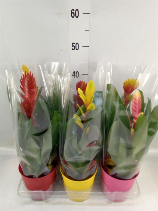 <h4>Vriesea   ...mix 6</h4>