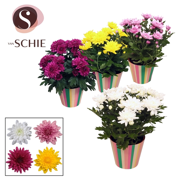 Ch Grandezza Mix Potcover STRIPES