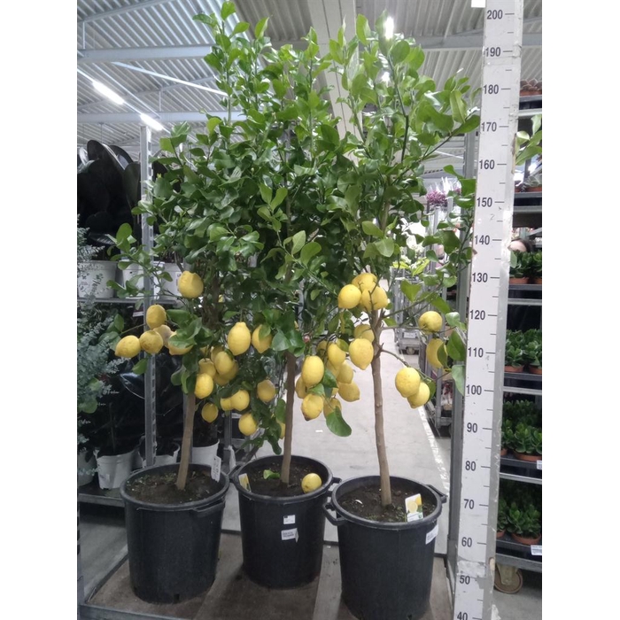 <h4>Citrus   ...</h4>