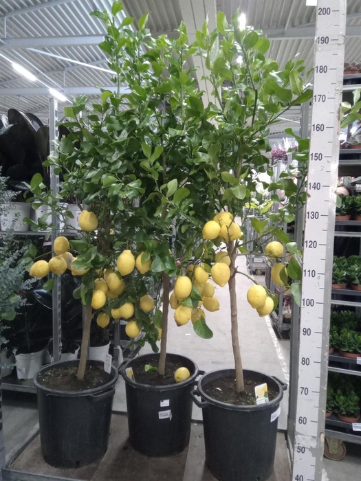 <h4>Citrus   ...</h4>