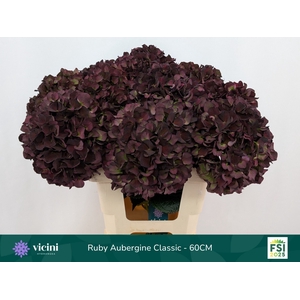Hydrangea mag ruby red classic purple
