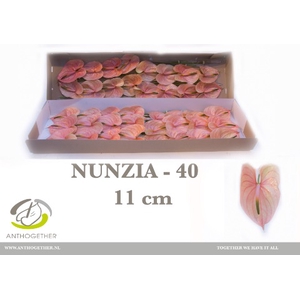 ANTH A NUNZIA 40 xl