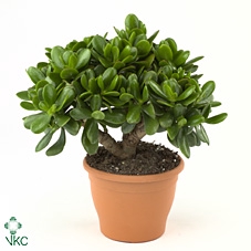 Crassula  'Magical Tree'