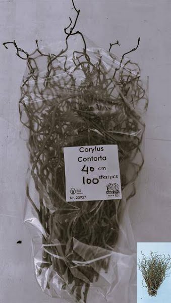 <h4>Corylus Contorta Bert Heeren</h4>