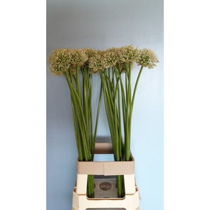 ALLIUM MOUNT EVEREST
