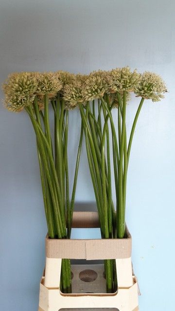<h4>ALLIUM MOUNT EVEREST</h4>