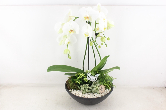 <h4>arr2 PL - Ebbischaal x1 paraplu wit</h4>