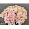 Hydrangea verena