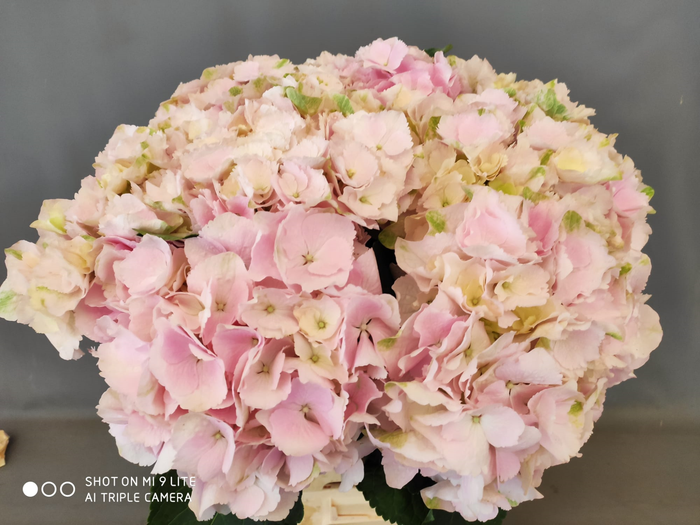 Hydrangea verena