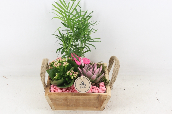<h4>arr2 PL - Hout 4kant naturel - roze</h4>