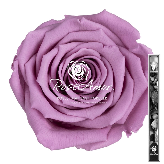 <h4>60cm Stem Vio02</h4>
