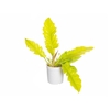 PHILODENDRON GERGAJI GOLDEN P15