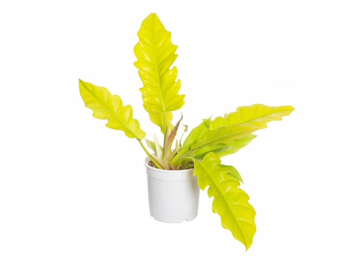 PHILODENDRON GERGAJI GOLDEN P15